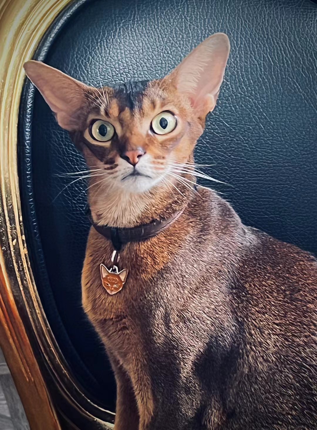 阿比猫欧姬芙 原照片 1