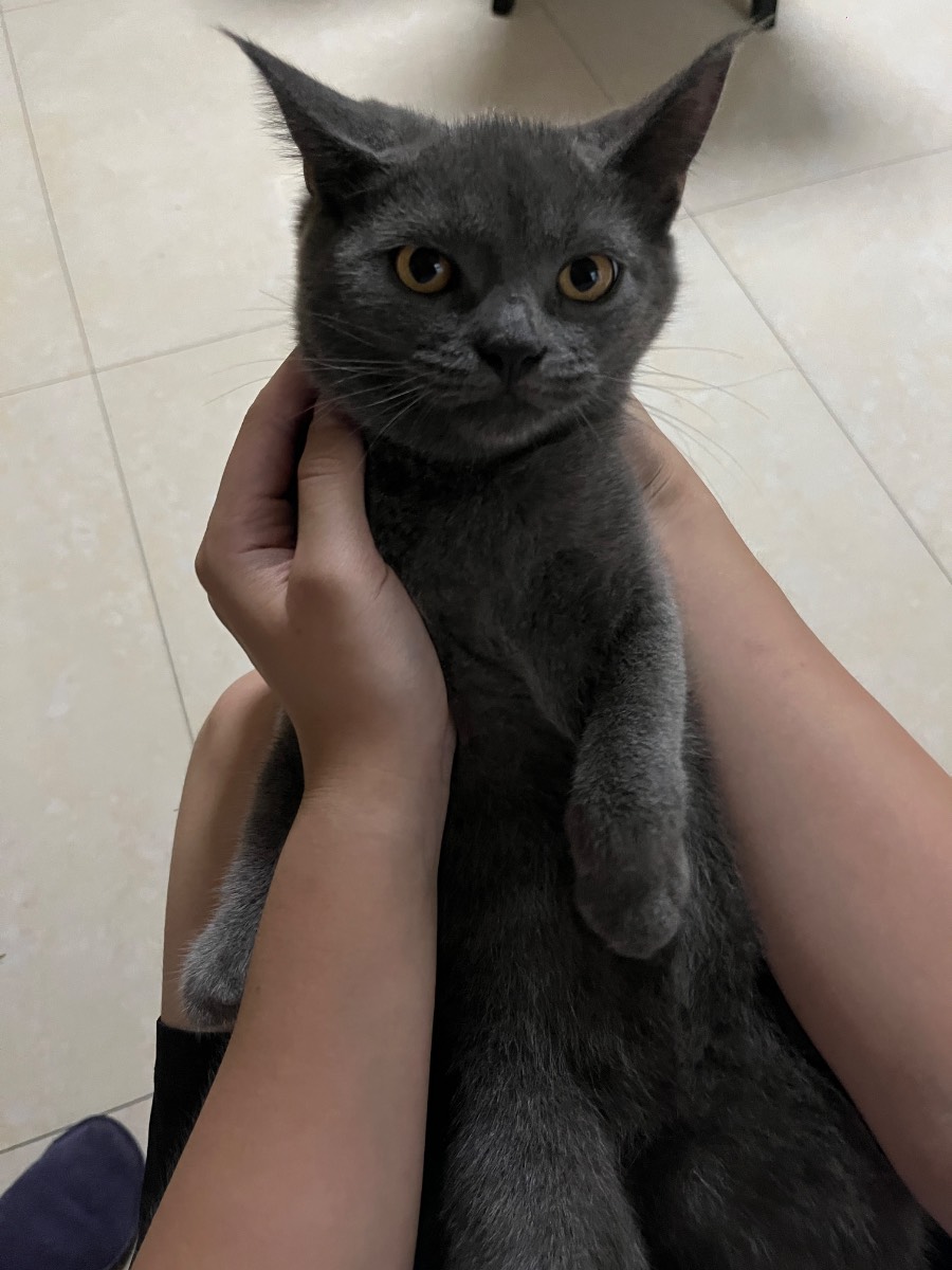 胡安格里斯灰蓝猫 原照片 1