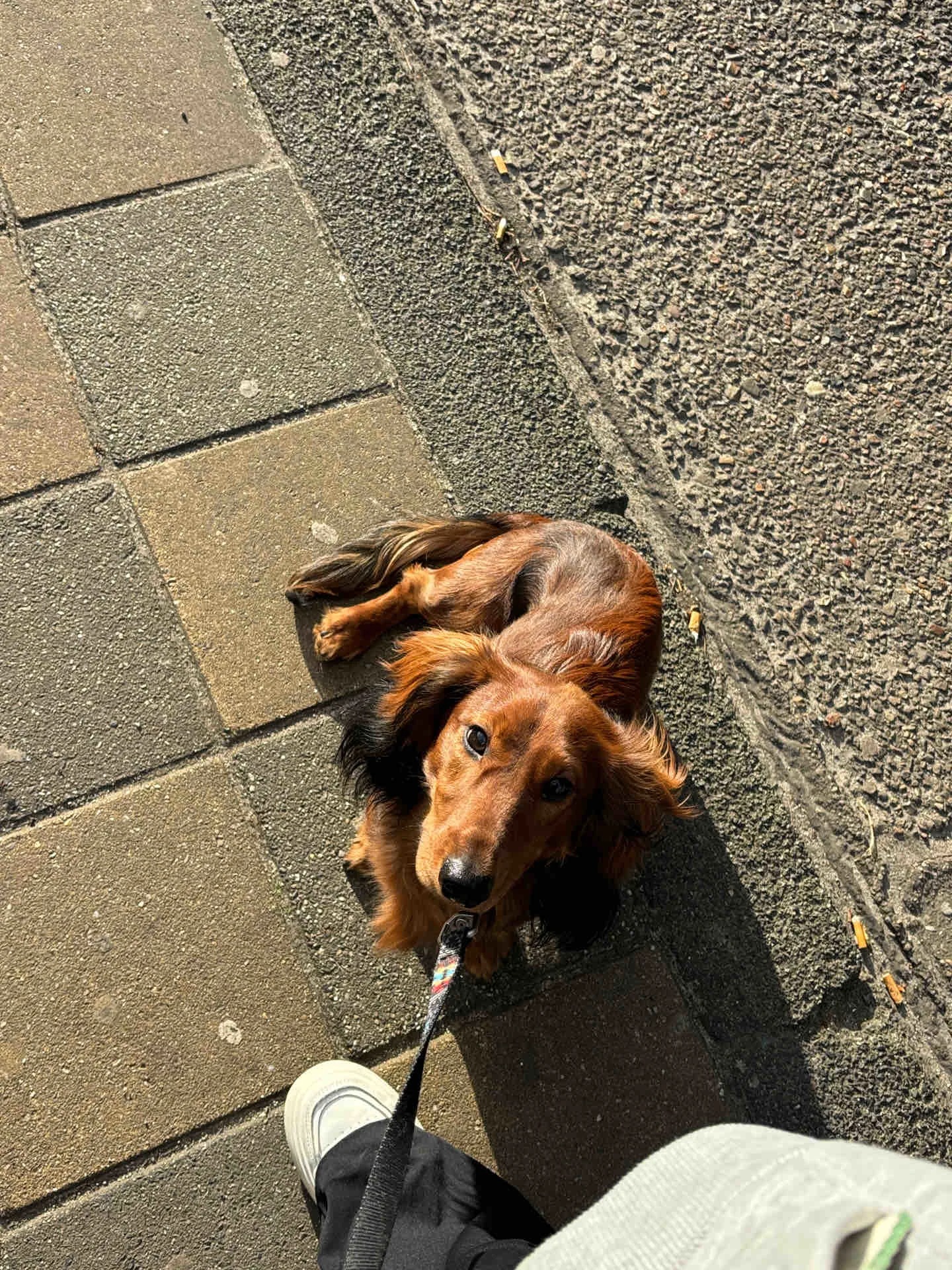 腊肠犬马蒂斯 原照片 1
