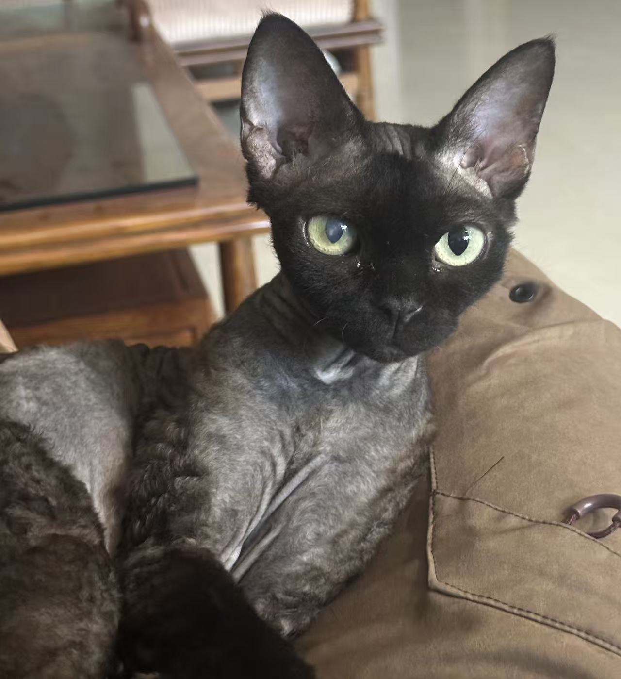 -双宠-两只猫 原照片 2