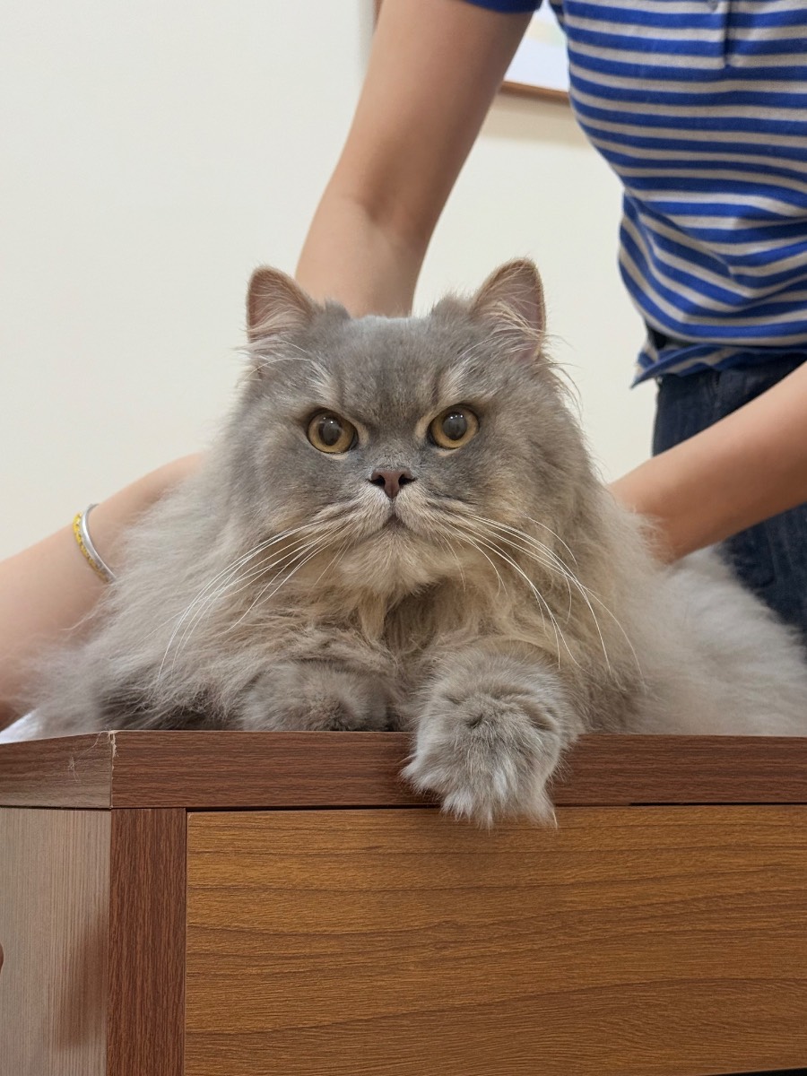 -长毛猫 原照片 1