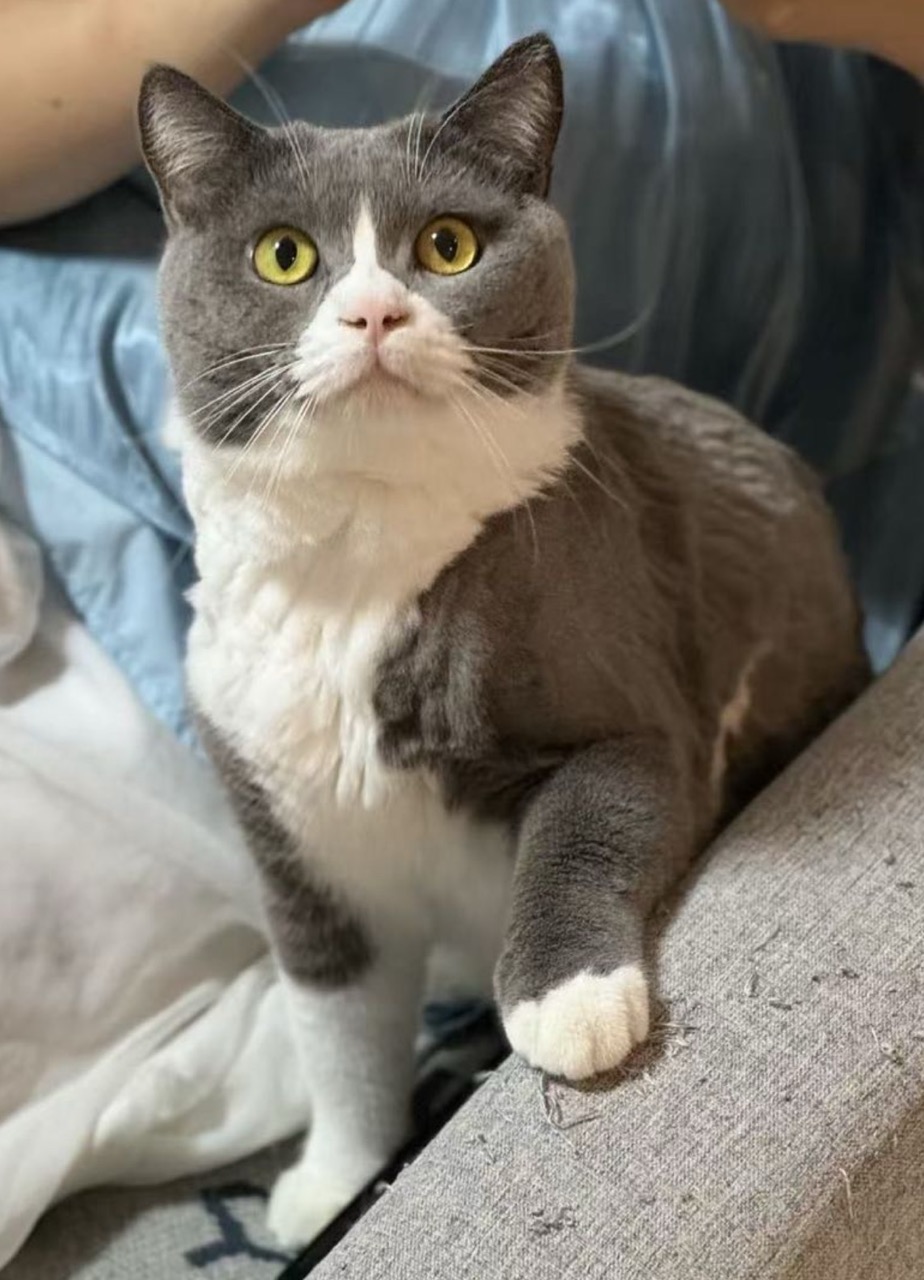 -双宠-两只花猫 原照片 1