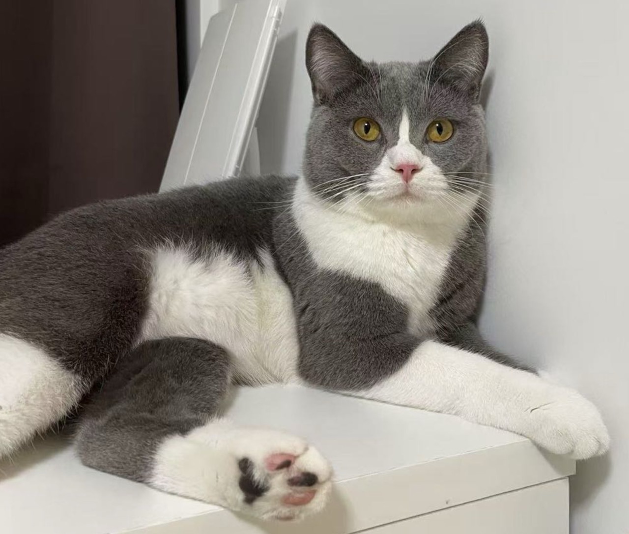 -双宠-两只花猫 原照片 2