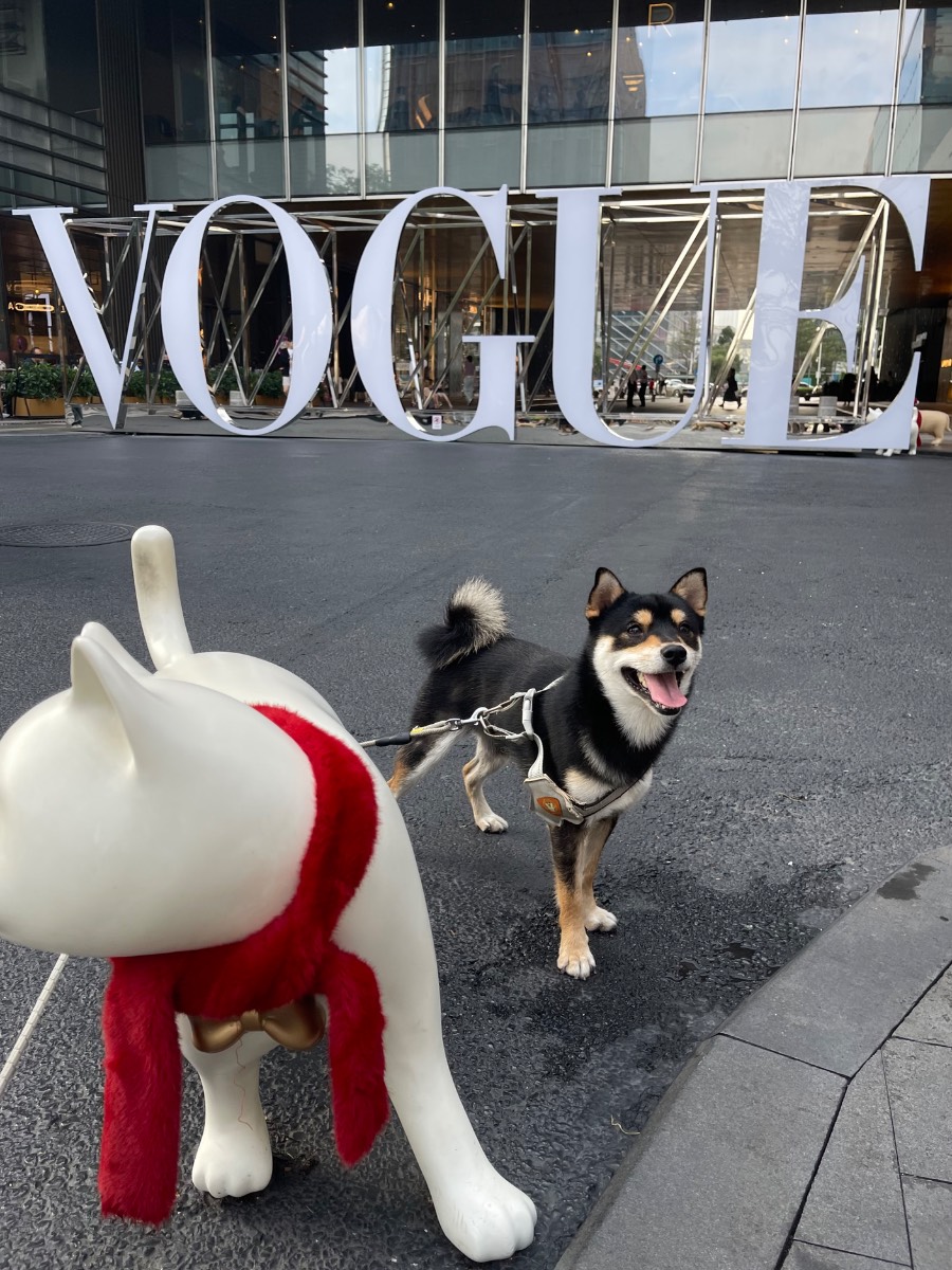-黑柴犬田园 原照片 1