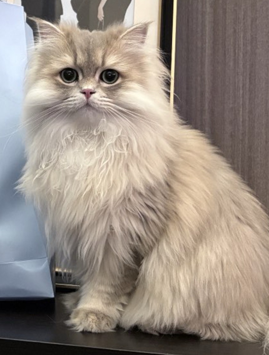 -单宠 07-长毛猫 原照片 1