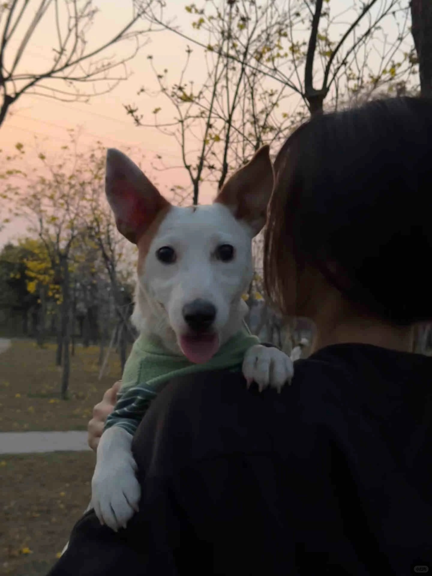 -10 拿破仑梗犬 原照片 1