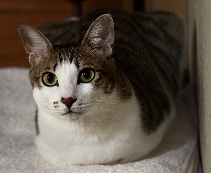 -莫里索裙子猫 原照片 1