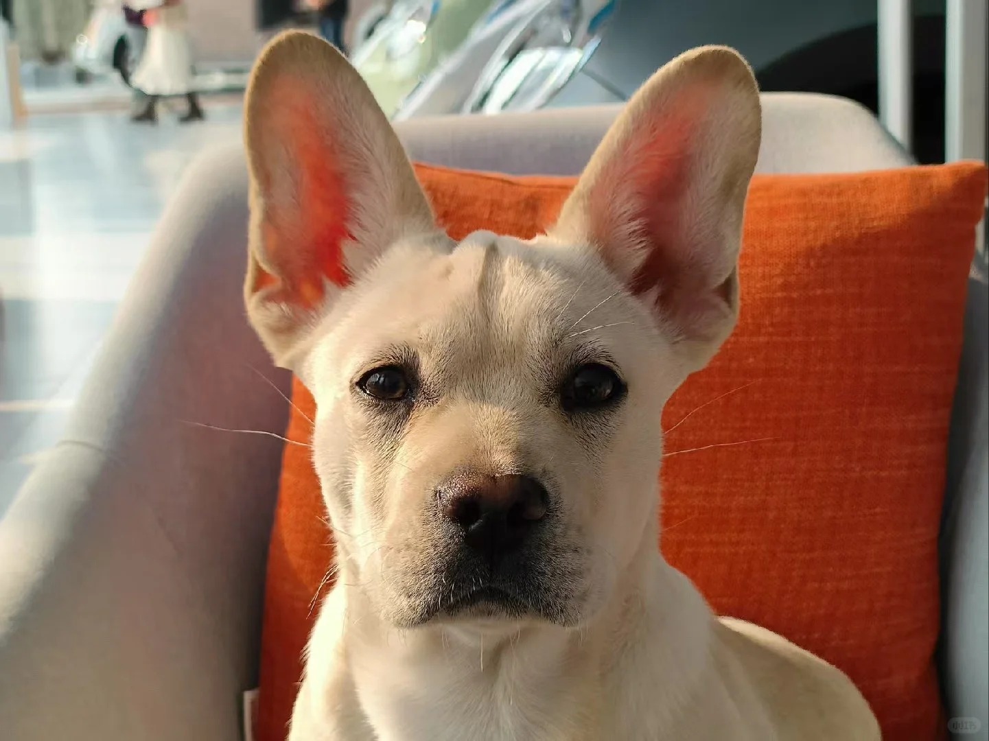-高更梗犬 原照片 1