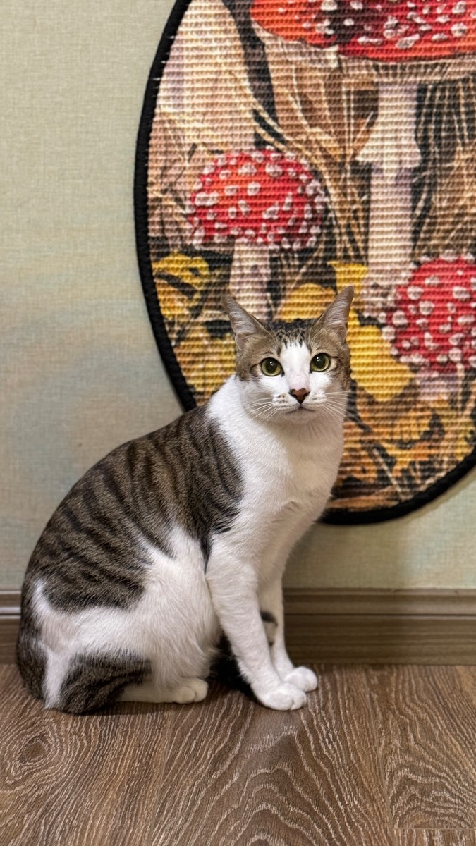 -红衣男孩猫 原照片 1