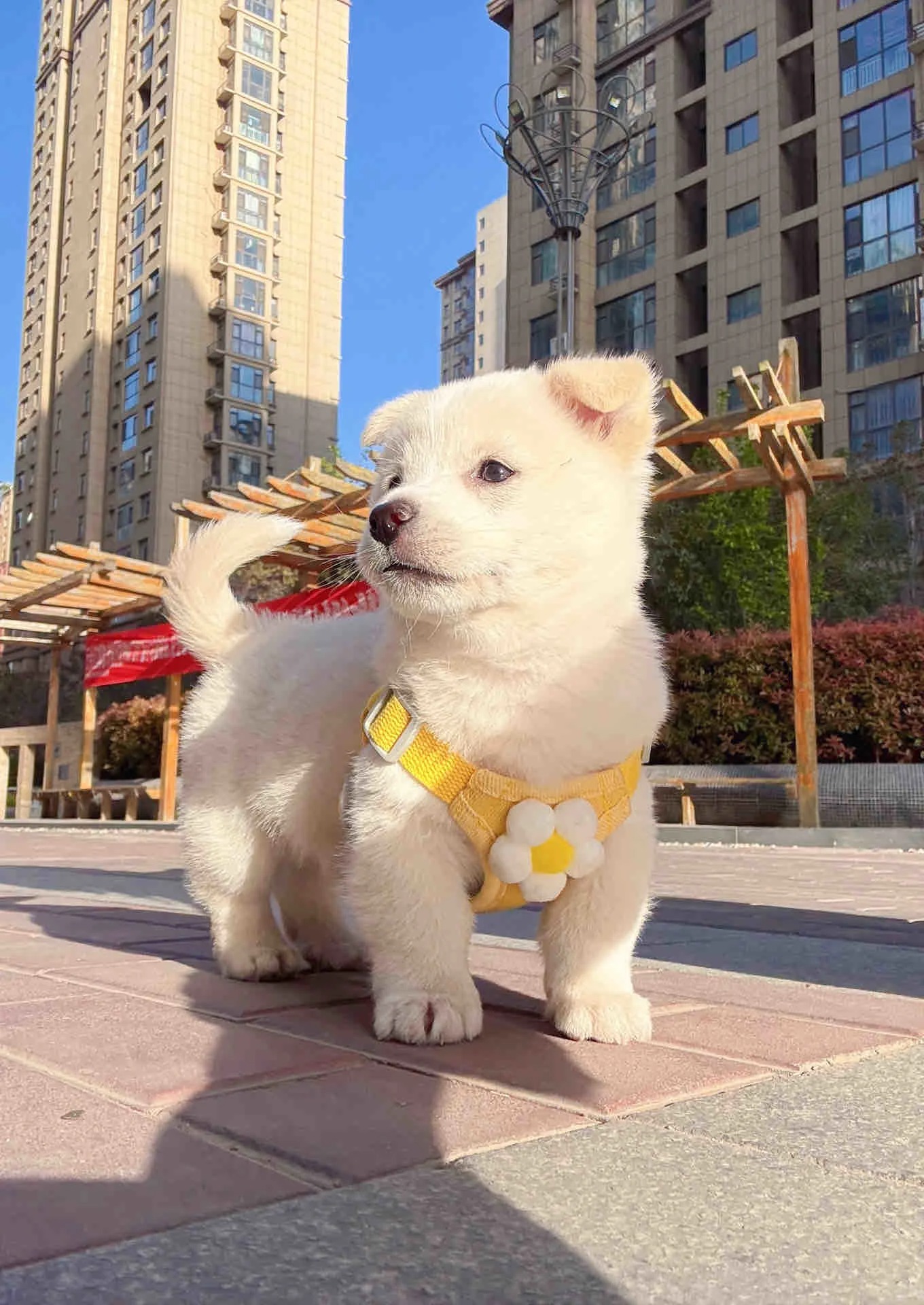 -手持紫罗兰的小狗 原照片 1